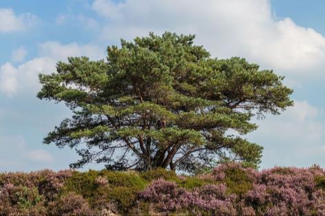 - Grove den - Boswilg - Geoorde wilg (vochtig) - Grauwe wilg (vochtig)