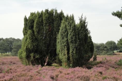 - Jeneverbes - Wilde lijsterbes - Sporkehout - Versterken heidelandschap;