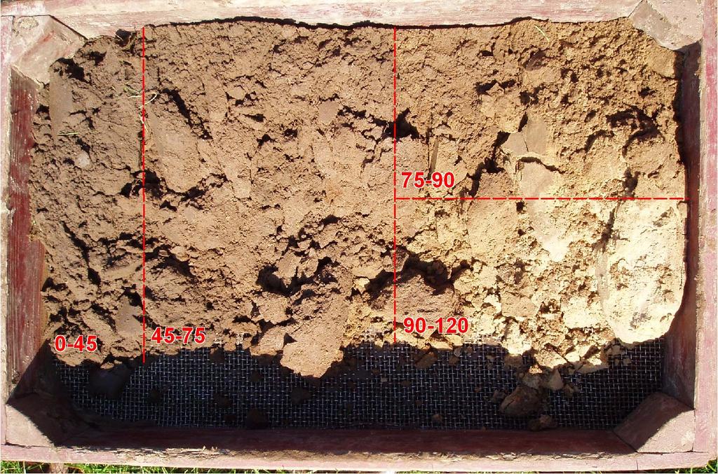 Het plaggendek vormt een bescherming van mogelijke prehistorische grondsporen tegen moderne bodemingrepen zoals ploegen. Figuur 7: Schalkhaar, Wechelerweg 56b: monster boring 3 in zeef.