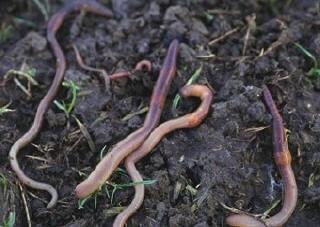 Bodemleven Aanwezigheid regenwormen in compostproef 35 30 aantal per m² gewicht in g/m² 25 20 15 10 5 0 minerale