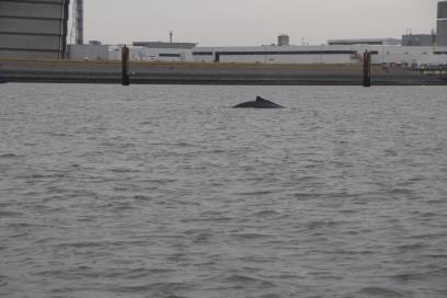 Bultrug walvis een haven in Vlissingen in- en weer uit gezwommen was en voor zover bekend al deze dieren zonder problemen de havens weer uitkomen, kunnen