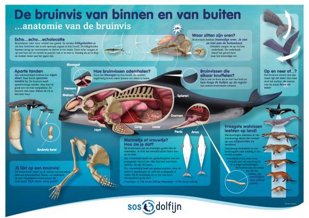 Verwachting 2018 De verwachting is dat in 2018 SOS Dolfijn haar evenementbezoeken met factor 1.5 gaat vermeerderen.
