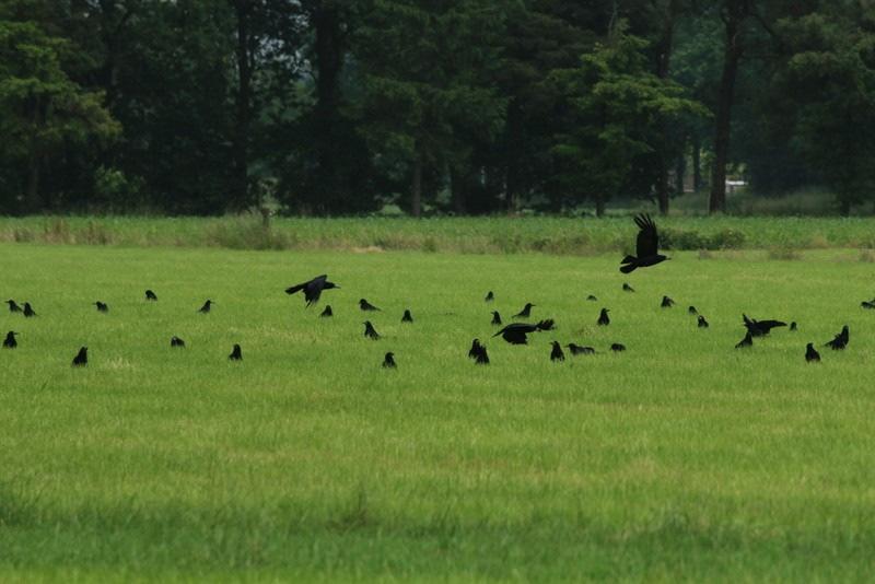 Deelrapportage ontheffing artikel 68 Flora- en faunawet Ontheffing: Roeken (Corvus frugilegus) Specificatie: in combinatie met granen, maïs en suikerbieten