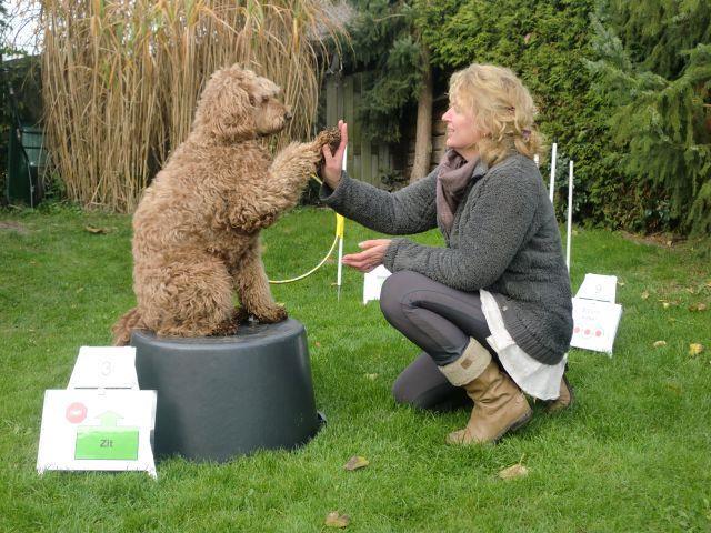 Teambuilding met honden Een verrassende workshop waarbij plezier en diepgang hand in hand gaan Een inspirerende en onvergetelijke teambuilding Zoekt u een verrassende en inspirerende