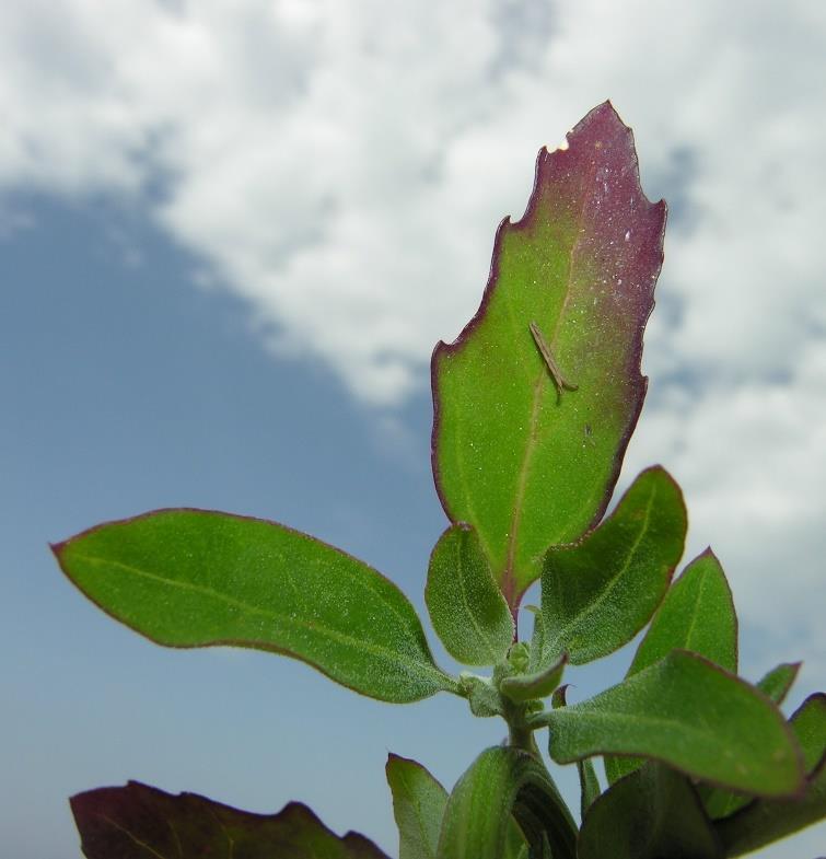 bloemdekbladen niet melig Bladonderzijde zonder