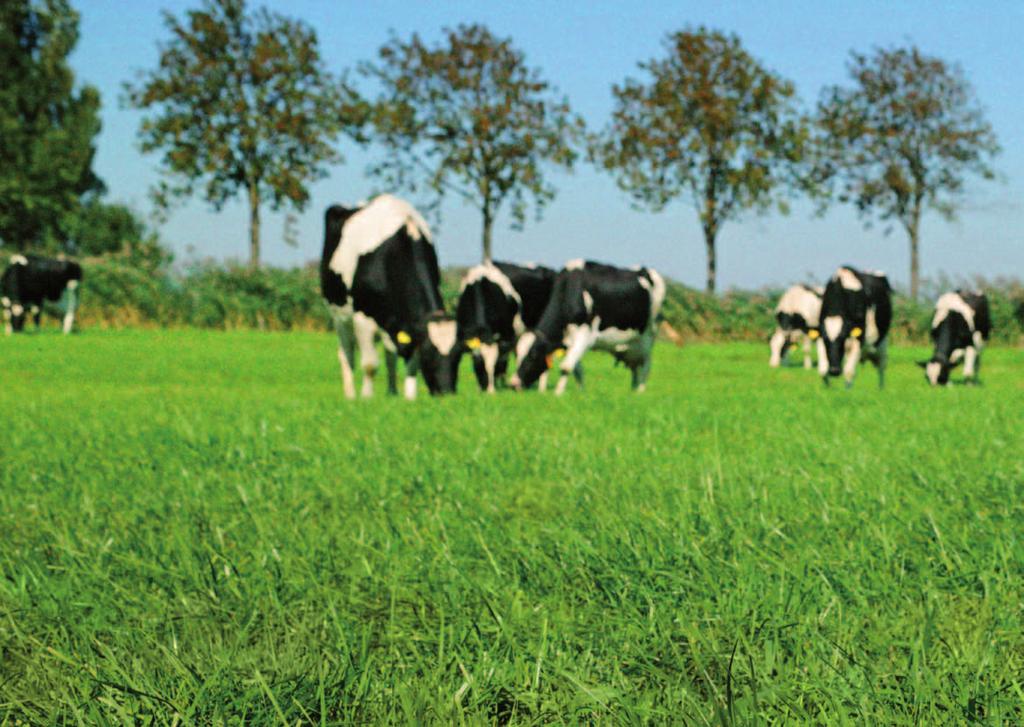 Blijvend grasland SmakelijkeWeide Smakelijkste gras met veel VEM IntensieveBeweiding Maaien Structuur Supersterke weide voor percelen rondom de stal Kuilgras met hoogste voederwaarde Voorkomt