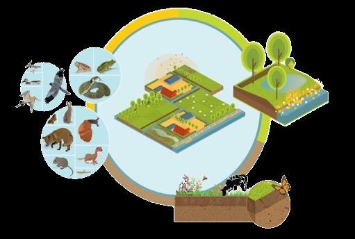 Conceptueel kader biodiversiteit voor Natuurinclusieve landbouw Natuurinclusieve landbouw is een vorm van duurzame landbouw als
