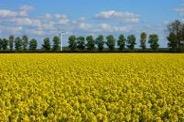 fruitbomen van het areaal