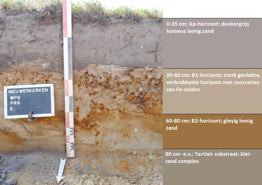 Fig. 3.2: De lithostratigrafische en bodemkundige opbouw ter hoogte van bodemprofiel 6.