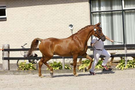 7-jarige e.o. Merries ER In deze rubriek komen de paarden die niet voldoen aan de bloedvoering om ingeschreven te worden in het ERS stamboek.