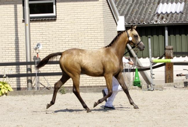 Het hoofd is zeer edel met een mooi groot en donker oog. De hals met de goed geprononceerde nek is zeer goed gewelfd en dat komt in de beweging nog meer tot uitdrukking.