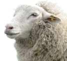 Een schaap heeft vier magen: de pens, netmaag, boekmaag en de lebmaag. In Australië worden heel veel schapen gehouden. Er leven 20 miljoen mensen en wel 150 miljoen schapen! 6.