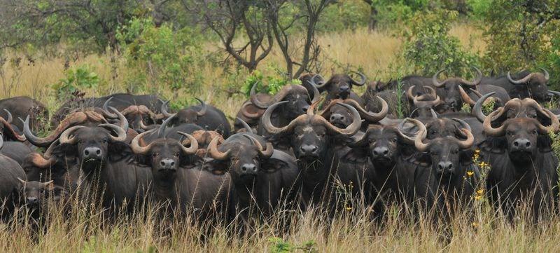 Vooral kalveren en oudere dieren kunnen de prooi worden van