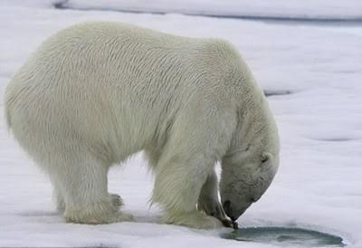De ijsbeer wacht geduldig op zijn prooi (1) bij