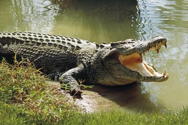 trekken. Daar wordt de prooi onder water getrokken en verdronken.