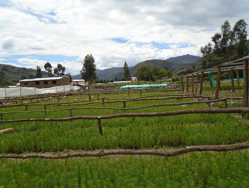 Inkomen en milieu Bomen 2015 a 2016 b Hectares c Totaal 710.350 499.729 407,5 Dennen 530.000 427.721 278,0 Eucalyptus 136.000 50.508 124,5 Ceders 26.350 13.