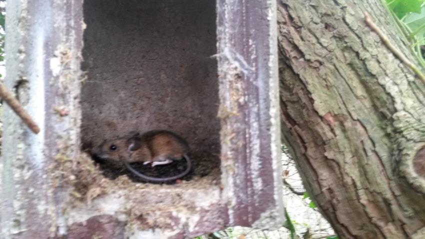 DECEMBER De laatste activiteit betrof het schoonmaken van de 50 nestkasten. Enkele jaren geleden begonnen we de houten kasten te vervangen.