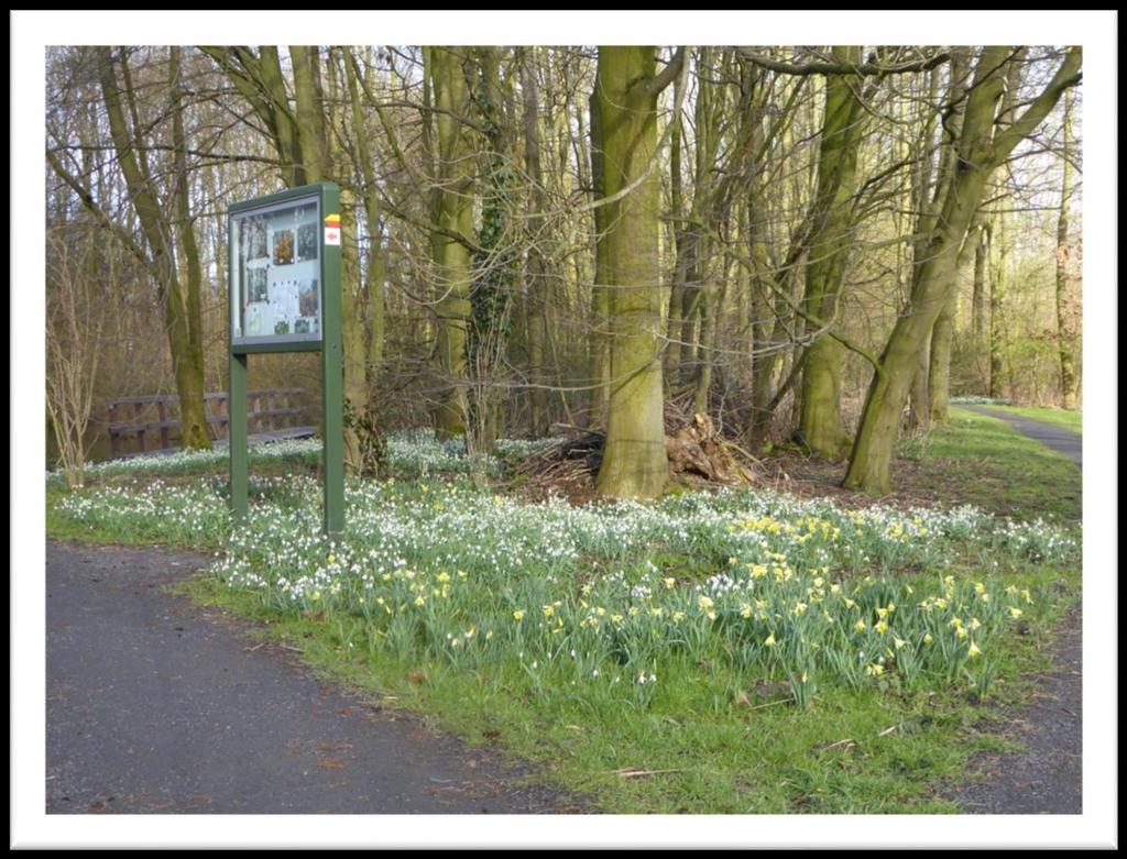 FEBRUARI Daarna was het park aan zet: overal kwamen de kopjes, de blaadjes, de stelen en tenslotte de bloemen uit van de vele soorten (stinzen)planten die het park rijk is. Oogstrelend!