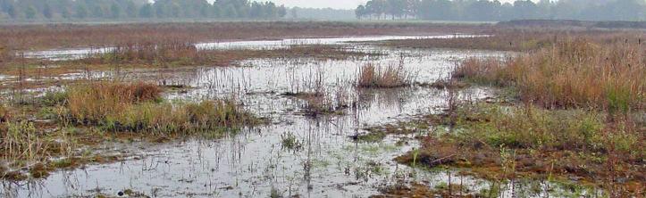 Effecten op natuur in Logtse Baan Overstromingsgrasland, moerasruigte,