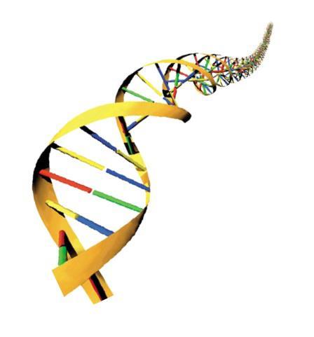 DPYD DPYD is coderend gen voor DPD Gelokaliseerd op chromosoom 1 (1p22), 23