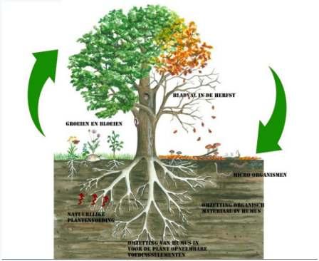 Ambities bomenbeleid Hoe bereiken we meer