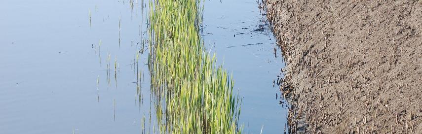 Verklarende kenmerken in watergangen o.r. water o.r. talud j.r. water j.r. talud beschoeiing Rietzanger Kleine karekiet Rietgors Blauwborst Bosrietzanger Wilde eend Kuifeend Meerkoet Waterhoen + + +