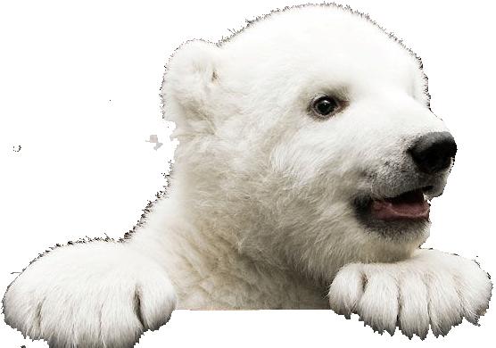 6. De ijsbeer De ijsbeer is een wit roofdier.