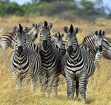 de zebra s de gazellen