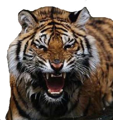 3. De tijger De tijger is de grootste kat in de familie van
