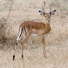 de impala de gazelle Daar kan niemand hen kwaad doen.
