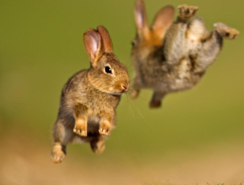 Jonge konijnen Jonge konijnen zitten 30 dagen in de buik