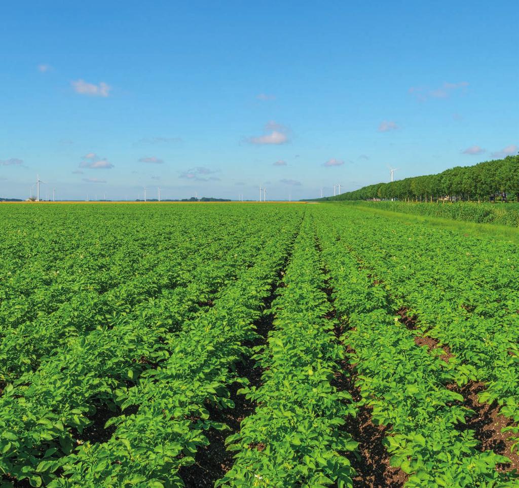 TONIVIT IN AARDAPPELEN Effect Tonivit op opbrengst en knolaantal Resultaten