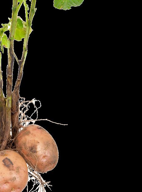 Veurbehandeling / rijenbehandeling Verango tijdens het poten toedienen in de pootveur met behulp van op de pootmachine opgebouwde