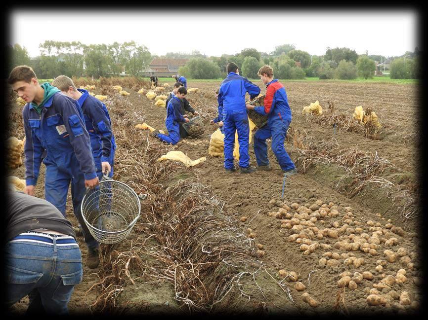 Rassenproef friet Poperinge 13 rassen in 4 herhalingen