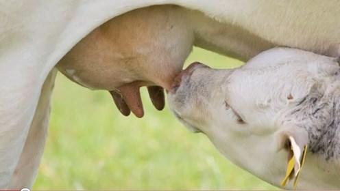 Uit één koe kan elke dag wel 25 liter melk komen.