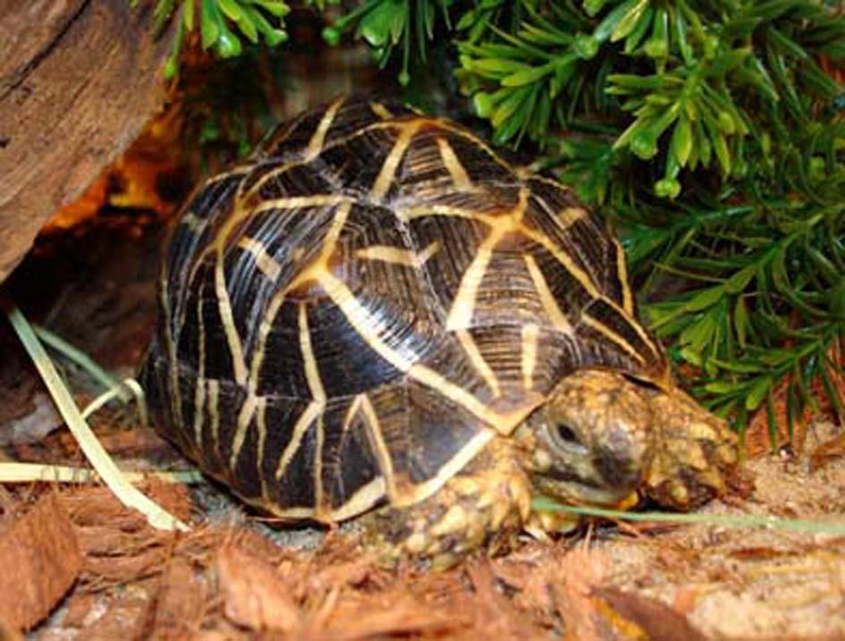 Studbook breeding programme Geochelone elegans (Indian star tortoise) Photo by : H.J.