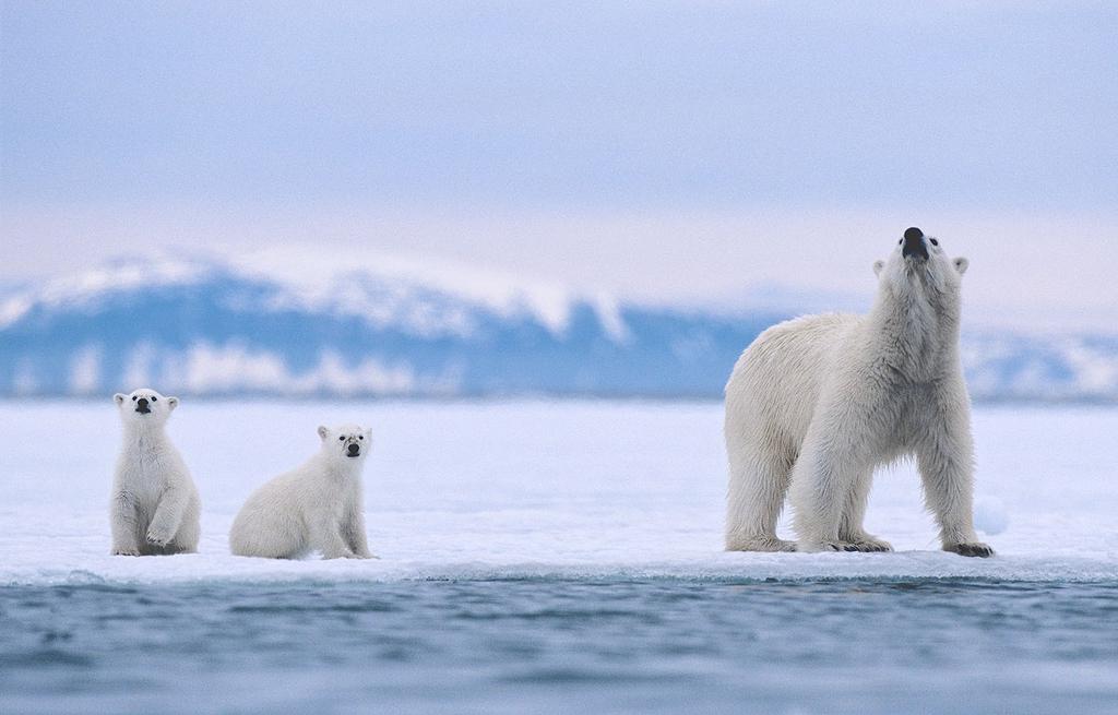 9. Berenweetjes Stil Jonge ijsbeertjes zitten doodstil, als de moeder jaagt. Ze leren het van de moeder.