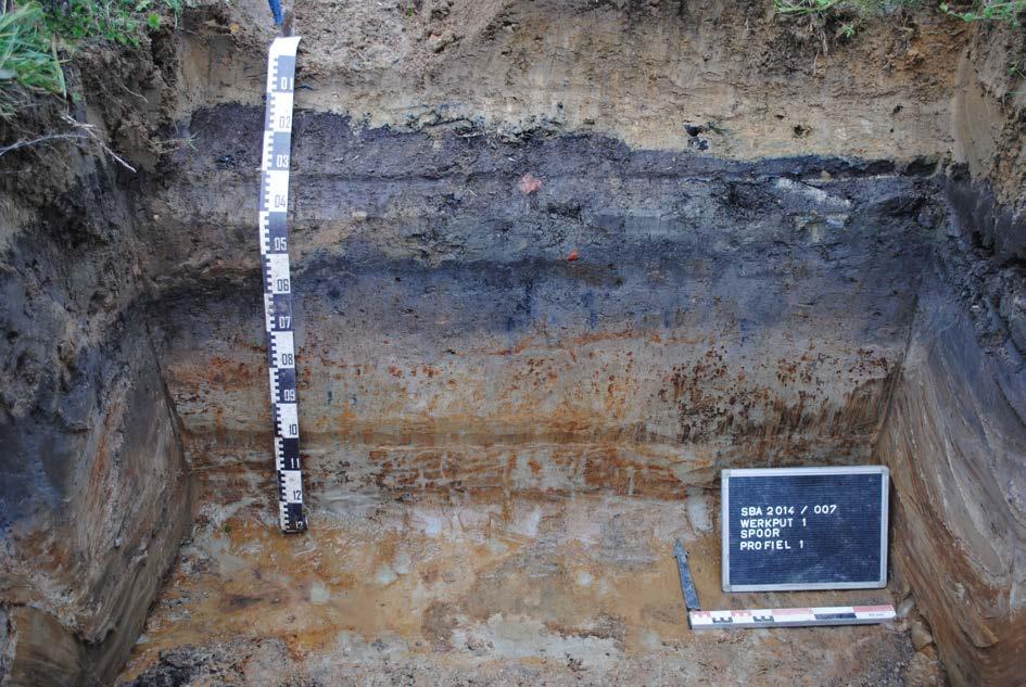Hoofdstuk 3 Resultaten van het sporenbestand 3.1 Stratigrafie en profielen In profiel 1, in het noorden van sleuf 1, werden er 4 lagen geïdentificeerd (fig. 3.1).