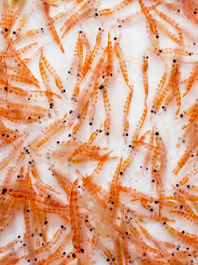 wholefood-omega-3 uit Antarctische krill (Euphausia superba) van beproefde kwaliteit, levert naast EPA en DHA ook andere interessante stoffen uit krill, waaronder fosfolipiden, choline en