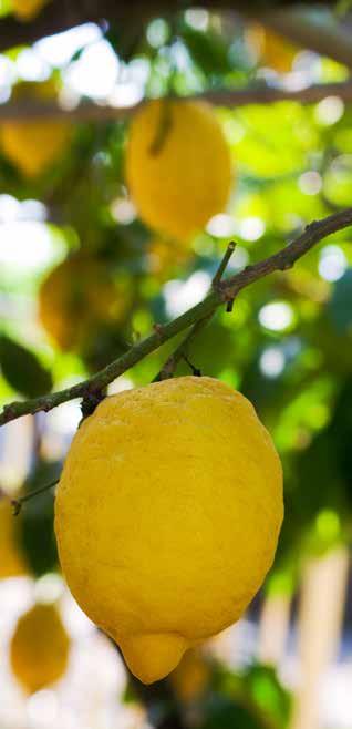 Citrus & Olijf Plantenvoeding Geeft een rijke oogst vol smaak 100% organische voeding Voor