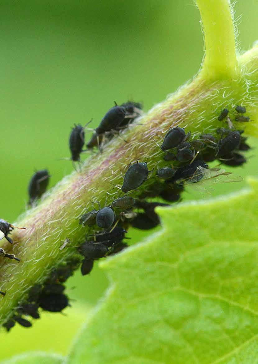 Plagen bestrijden: natuurlijke vijanden Is de balans verstoord, dan