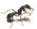 buiten tegen mierenoverlast WIST JE DAT de koningin in een mierenkolonie de enige mier in de kolonie is die eitjes legt?