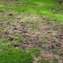 OVER DE ROZENKEVER: De rozenkever wordt steeds vaker waargenomen, met name op zandgronden. Rozenkevers vliegen kort tussen begin mei en half juni.