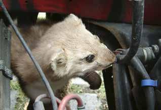 MARTERS Marten free Ecologisch vriendelijke manier van verjagen zonder gif Ultrasoon geluid dat marters verjaagt Hygiënisch,