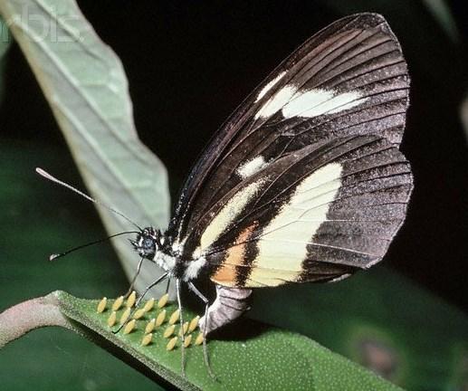 Een insect herken je aan zijn lijf. Het bestaat uit drie delen.