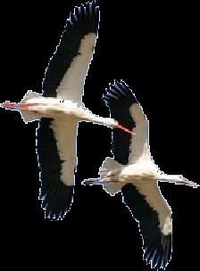 Grote vogels, zoals zwanen, ganzen en kraanvogels, vliegen vaak in grote groepen.