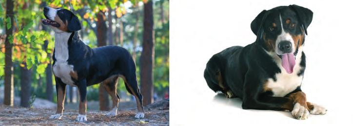 20 Honden, soorten en rassen Overige eigenschappen De overige eigenschappen van de Zwitserse sennenhonden zijn: zelfstandig en rustig, groot uithoudingsvermogen, graag buiten, snelle leerling.