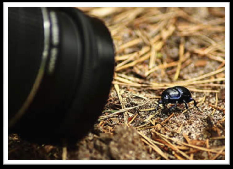 3. Instellingen voor macrofotografie De instellingen voor een perfecte macrofoto zijn afhankelijk van een aantal