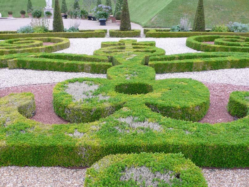 Rotylenchus buxophilus Buxus in de Frederiksburg Castle tuinen in Kopenhagen, symptomen