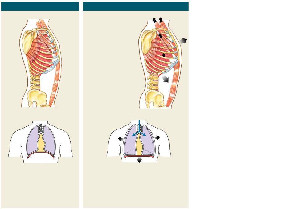 pectoralis minor m. serratus anterior m.